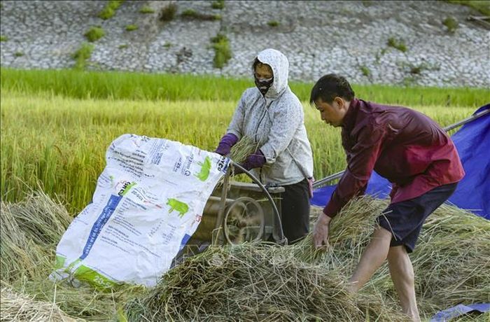 Người dân thu hoạch lúa ở dưới lòng hồ thủy điện.