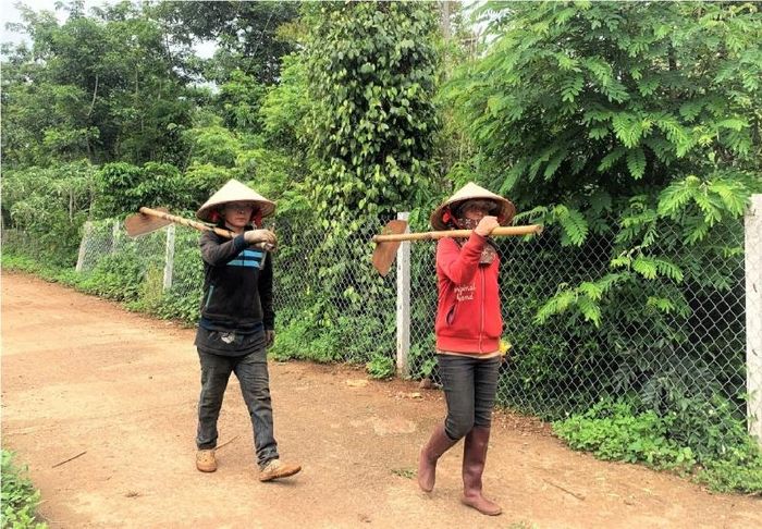  Chị Hoa cùng người thân trong gia đình yên tâm quay trở lại với công việc nương rẫy thường ngày. 