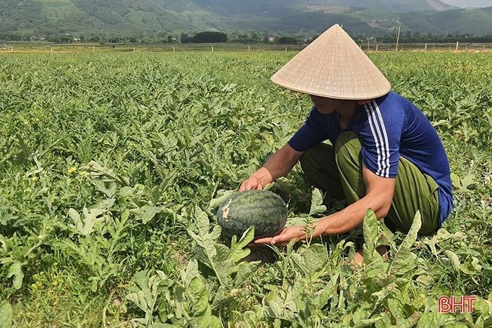 Các loại dưa giống mới được anh Ánh sử dụng, cho quả to, đều, ruột đỏ tươi, ít hạt, mỏng vỏ và có vị ngọt đậm.