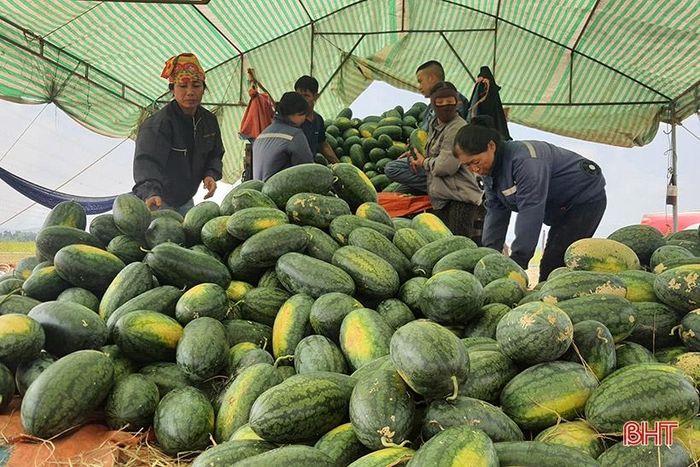 Bình quân mỗi ngày, gia đình anh Ánh thu hoạch được khoảng 20 tấn dưa; sản phẩm được các thương lái thu mua tại chân ruộng.