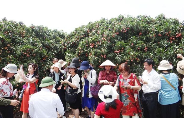 Các doanh nghiệp Nhật Bản đánh giá rất cao về chất lượng quả vải thiều Thanh Hà.