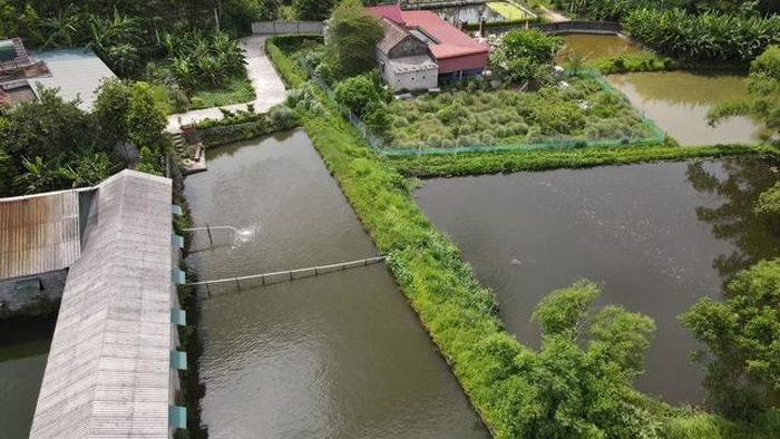 Nước trong các ao ở gần trại lợn này có màu bất thường.