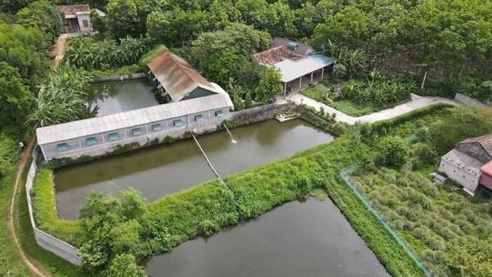 Trại lợn giữa khu vực cư dân sinh sống tại tổ dân phố Liên Cơ.