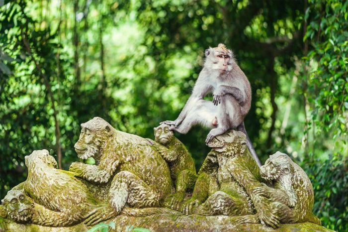  Khu bảo tồn Rừng Khỉ ở Ubud luôn cảnh báo du khách rằng phải giữ khoảng cách với những con khỉ. Ảnh: Bali Magic Tour. 