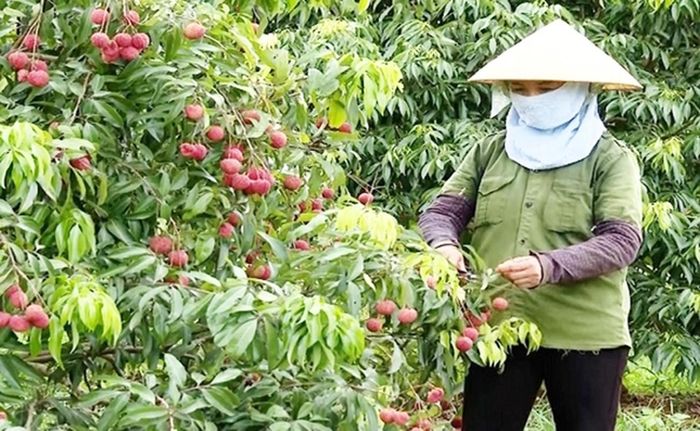 Hiện tại, vườn vải thiều không hạt ở Ngọc Lặc (Thanh Hóa) còn khoảng 15 tấn vải, sẽ được thu hoạch từ giờ tới hết tháng 6. Ảnh: Báo dân tộc