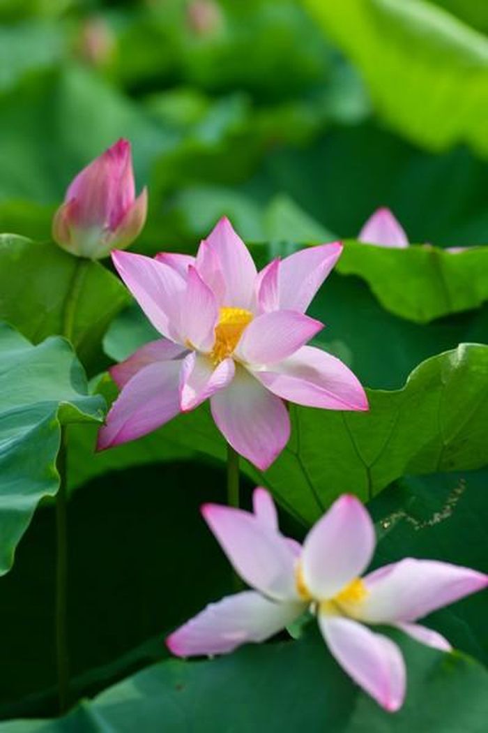 Vào mùa sen, hoa tỏa hương thơm ngát, cả một vùng như được “nhuộm” bởi sắc hồng của sen.