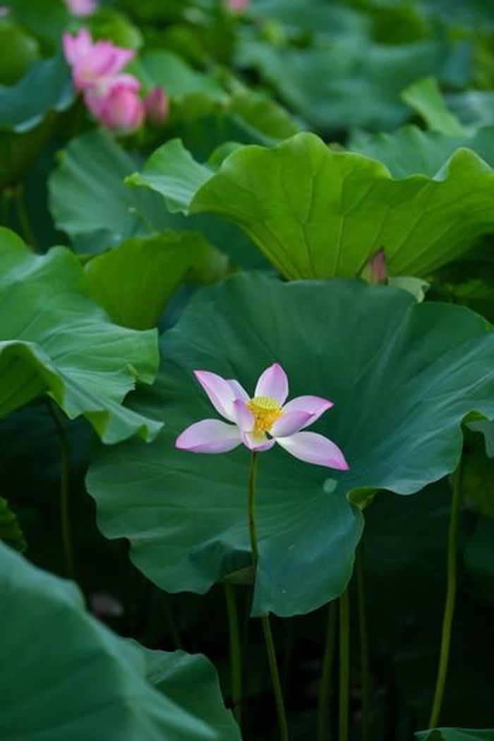 Đầm sen được chia làm từng khu vực sen riêng để cho khách đến chụp ảnh.