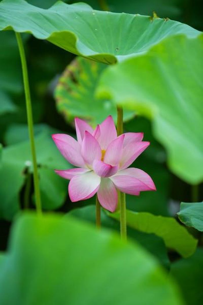 Những bông sen bung nở, ngát hương.