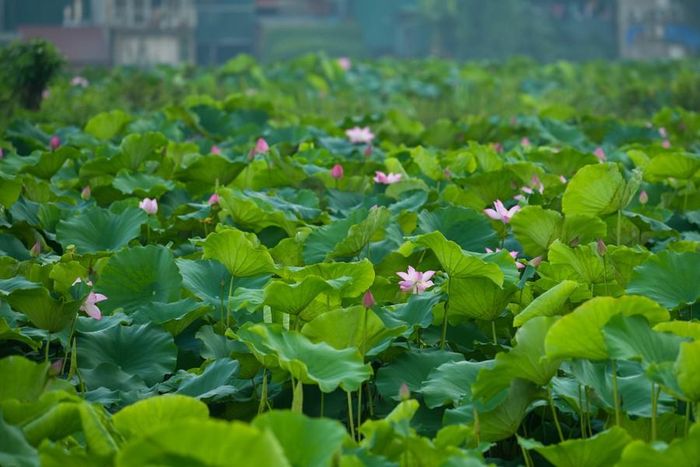 Đầm sen 4 năm không có sen, sau nhiều công sức chăm sóc, năm nay đầm sen Xuân Đỉnh lại khoe sắc.