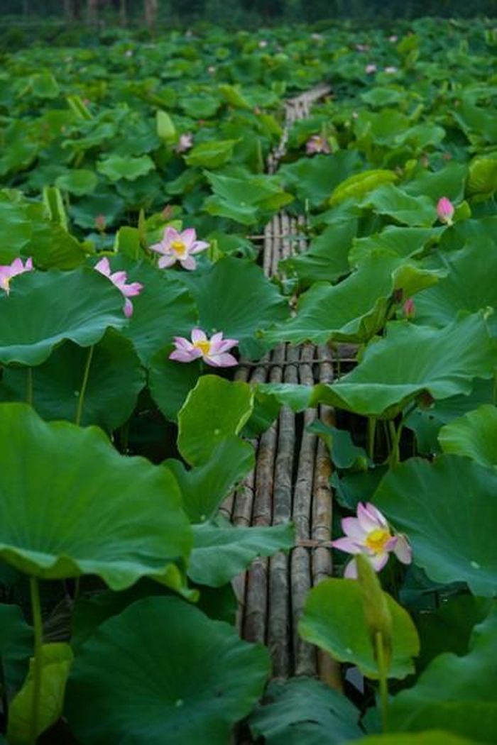 Cả một khoảng không gian rộng chỉ toàn sen.
