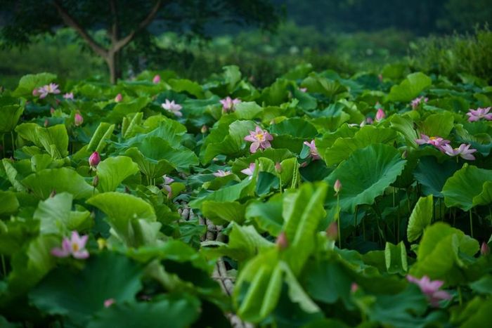 Do nằm sâu trong ngõ nên đầm sen Xuân Đỉnh được nhiều người yêu thích nhờ yên tĩnh, tránh xa được sự ồn ào của phố thị.