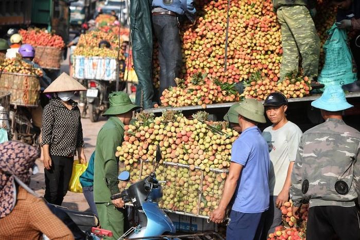 Các điểm cân vải ở phố Kim, xã Phượng Sơn luôn tất bật vào thời gian này. (Ảnh: Danh Lam/TTXVN)