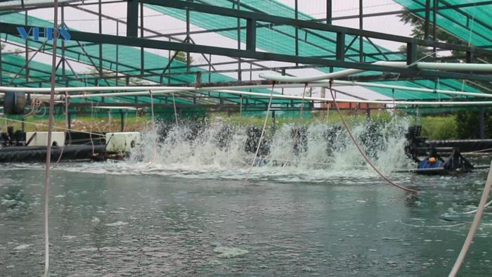 Đầu tư nuôi tôm công nghiệp tốn kém nhưng giảm thiểu tác động từ thời tiết