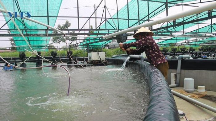 Quá trình nuôi, thường xuyên phải kiểm tra “sức khỏe” của tôm
