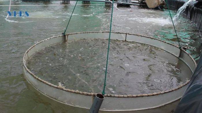 Người nuôi tôm đúng kỹ thuật sẽ hạn chế được dịch bệnh phát sinh