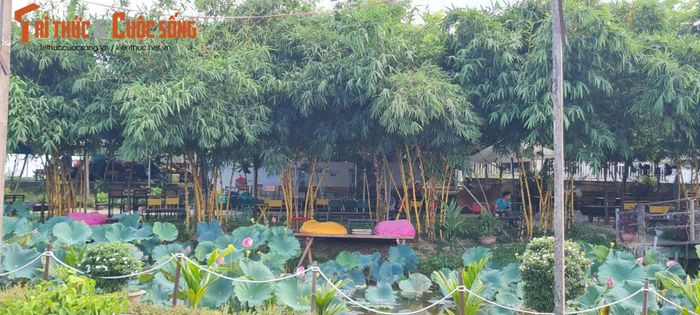 Nhâm nhi ly cà phê giữa đầm sen thơ mộng cũng là một trải nghiệm thú vị với nhiều du khách.
