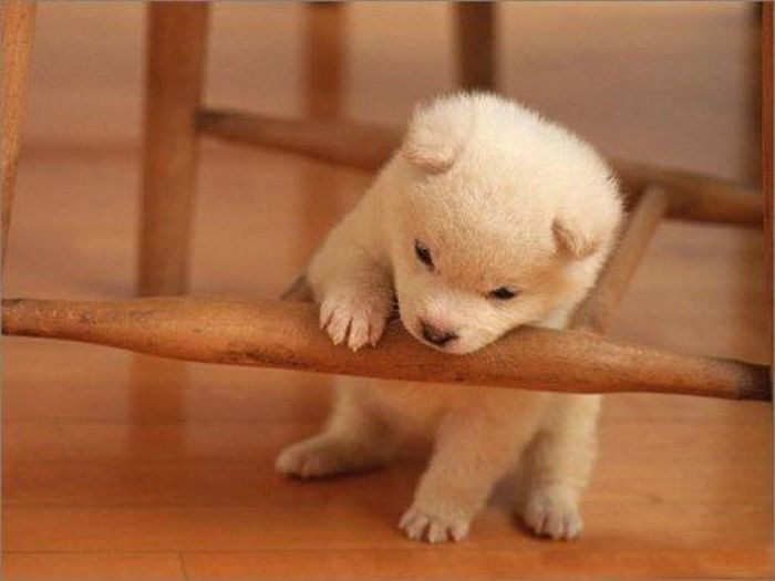 Tuổi Tuất: Công việc: hôm nay công việc rất thuận lợi, nên biết nắm bắt cơ hội, tận dụng các mối quan hệ xã hội để sự nghiệp phát triển vững chắc hơn. Tài vận: nên biết tiết kiệm, không nên quá hoang phí tiền bạc. Tình cảm: nên củng cố lại tình cảm giữa đôi bên.