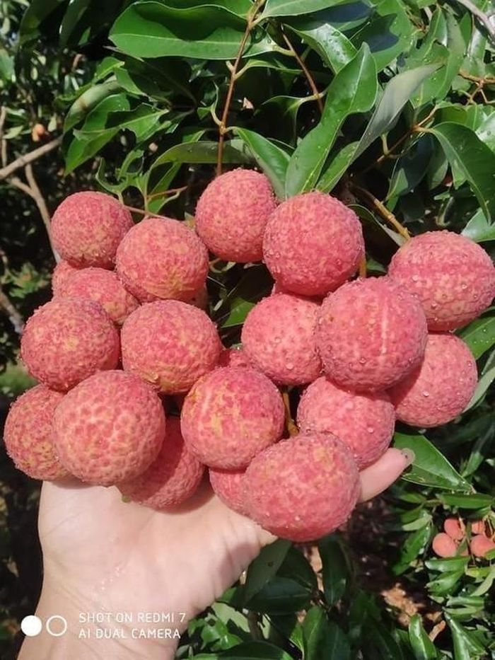 Đầu vụ, giá vải thiều từ 80.000-90.000 đồng/kg. Nhưng khi vào chính vụ, vải thiều có giá từ 25.000 - 40.000 đồng/kg, tùy loại. Ảnh: Facebook