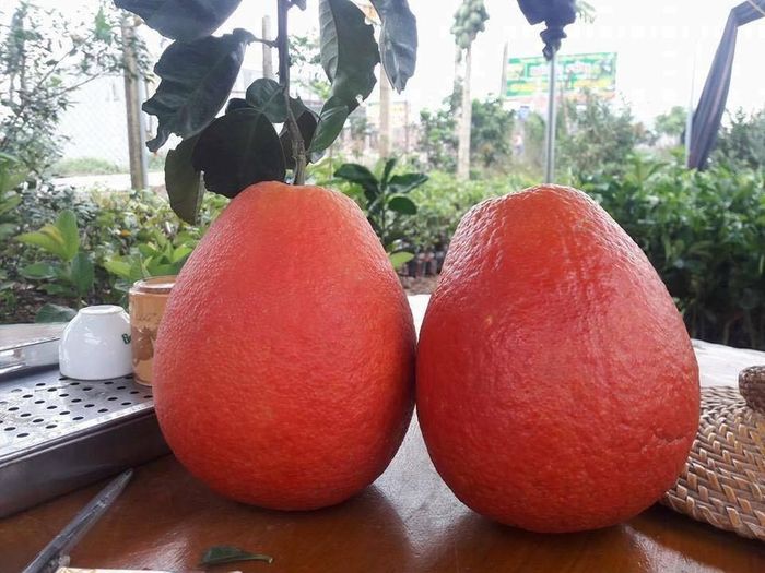Dịp Tết, bưởi đỏ tiến vua được săn lùng để bày bàn thờ với giá từ 80.000 - 200.000 đồng/quả. Thậm chí, quả tròn đẹp có thể lên tới 800.000 đến hơn 1 triệu/cặp. Ảnh: Vietnamnet
