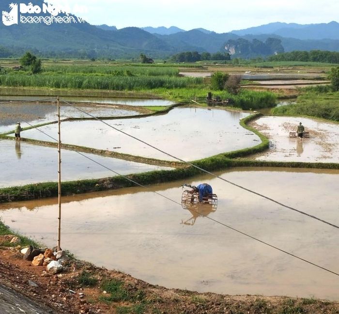  Người dân xã Châu Bính (Quỳ Châu) chủ động nguồn nước gieo cấy lúa vụ mùa 2023. Ảnh: CSCC 