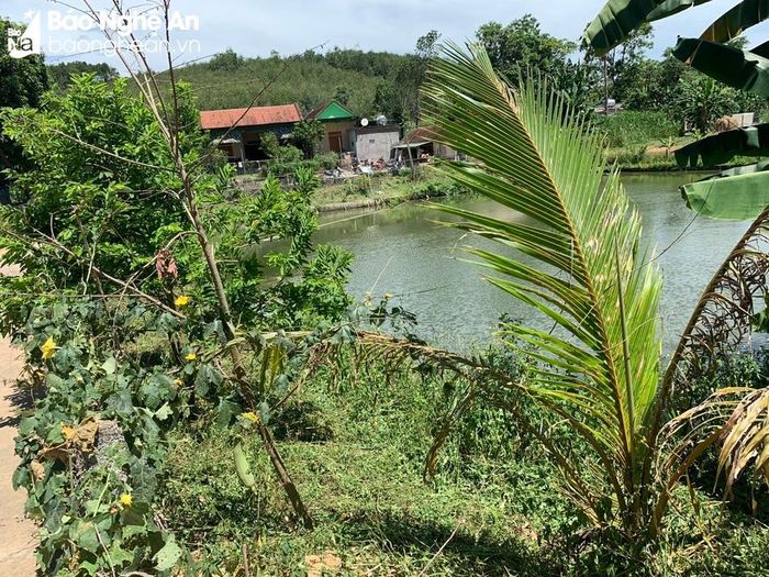  Ao nằm trong địa phận nhà riêng nơi xảy ra vụ đuối nước thương tâm. Ảnh: Nguyễn Trần 