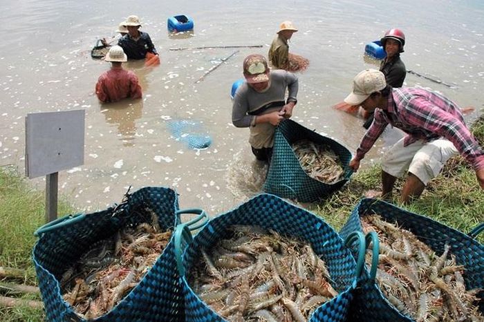 Tôm là mặt hàng chịu nhiều áp lực.