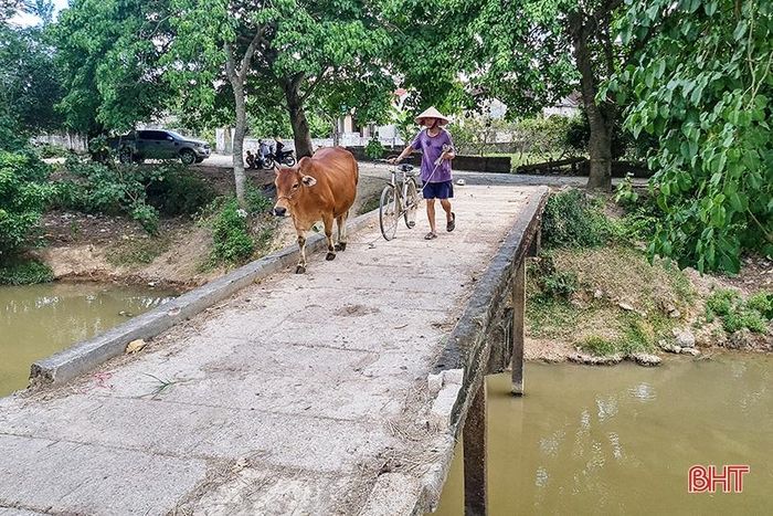 Mỗi ngày, vẫn có hàng trăm lượt người qua cầu trong tình trạng thấp thỏm. Theo phản ánh của người dân, đã có không ít người, phương tiện và nhiều gia súc rơi xuống sông khi đi qua cầu.