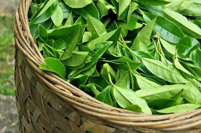 Chè xanh rất tốt cho phụ nữ.