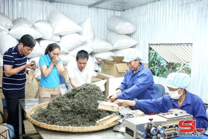 Khách tham quan khu đóng gói chè tại Công ty TNHH Trà và đặc sản Tây Bắc.Ảnh: Minh Tuấn