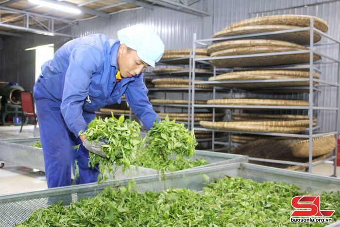 Công nhân Công ty TNHH Trà và đặc sản Tây Bắc phơi, sấy chè búp tươi. Ảnh: Minh Tuấn