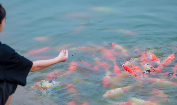 Số lượng cá Koi trong hồ đang nuôi dưỡng lên tới hàng nghìn con với tổng khối lượng cá ước tính khoảng 8 tấn