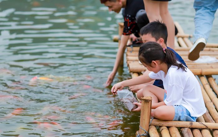 Đàn cá màu sắc đẹp, dạn người, cứ khi cho ăn là bu lại cả đàn