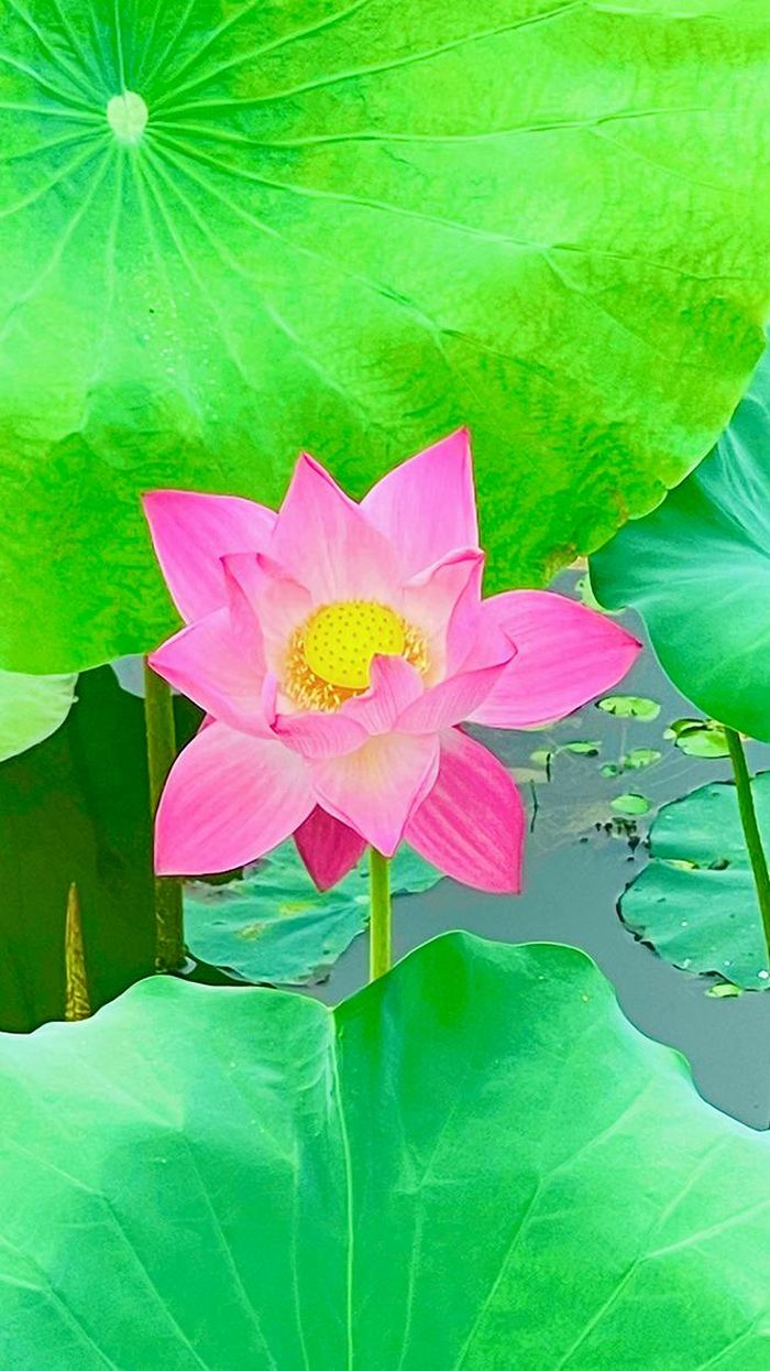 Trung tâm QLDT&PTDL Yên Bái