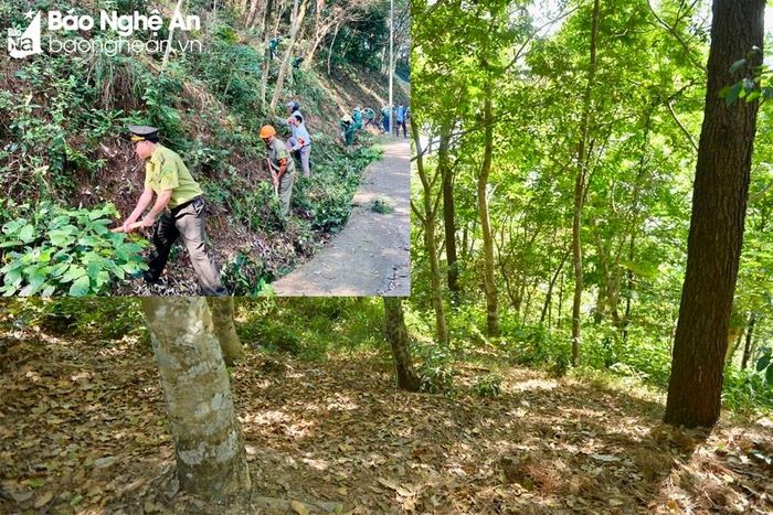  Ông Trần Quảng Đại - Chủ tịch UBND phường Trung Đô, TP Vinh cho biết: Ngay từ đầu mùa nắng nóng, chính quyền địa phương phối hợp với lực lượng Kiểm lâm và các đoàn thể, đơn vị chủ rừng xử lý gần 45/56 ha thực bì dưới tán rừng thông ở các vùng trọng điểm như khu vực đền thờ Hoàng đế Quang Trung, trạm ra đa thời tiết Vinh, 5 khu lăng mộ và khu vực có trên 400 hộ dân sinh sống. Ảnh: Văn Trường 