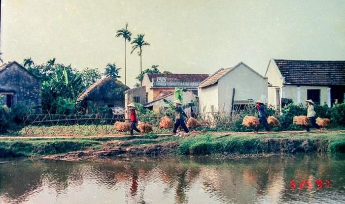 4 chị nông dân đang kĩu kịt gánh lúa về nhà bên mương An Kim Hải. Ảnh chụp ngày 25/5/1997