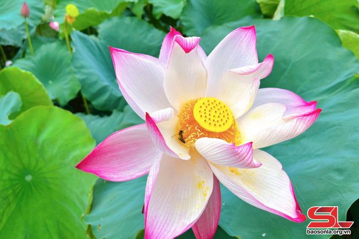 Những đóa sen hồng phớt bung nở, để lộ đài sen, nhụy vàng.