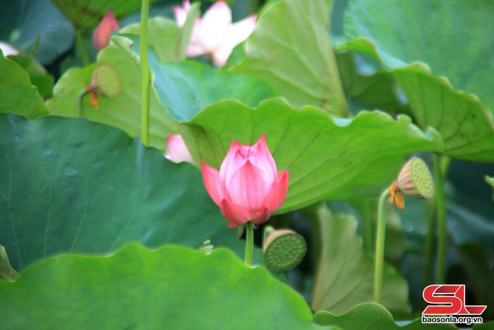Những nụ sen chúm chím e ấp...