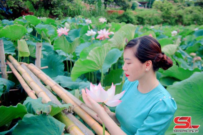 Du khách đến tham quan, chụp ảnh tại đầm sen bản Híp, xã Chiềng Ngần.