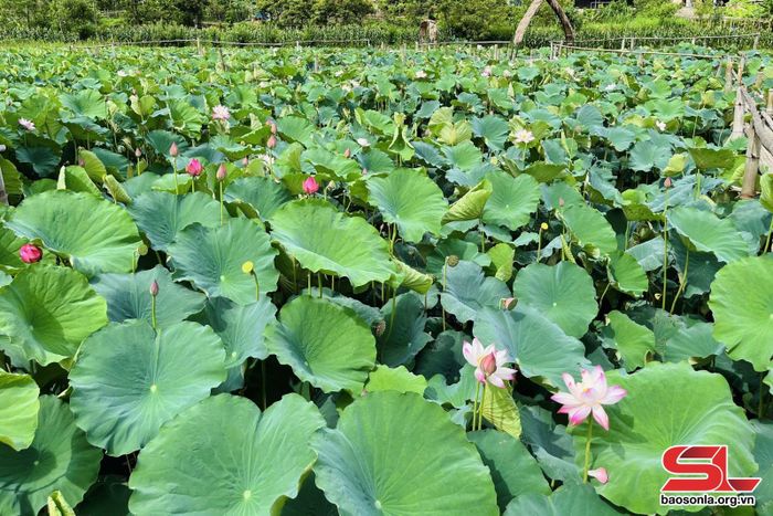 Hoa sen đua nhau khoe sắc trên nền lá xanh biếc.