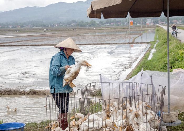 Do thức ăn đầy đủ, đảm bảo sạch sẽ nên vịt béo, chất lượng thịt rất ngon, đối với vịt chưa đủ cân nặng sẽ được lọc khỏi đàn xuất bán để tiếp tục chăn thả.