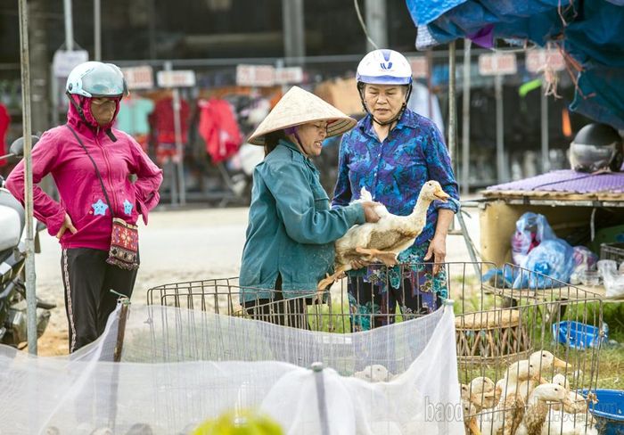 Trung bình một ngày hộ chăn nuôi bán vịt dọc quốc lộ 279 bán được hơn 120 con, mỗi con có giá từ 100.000 đồng – 170.000 đồng tùy cân nặng, loại vịt.