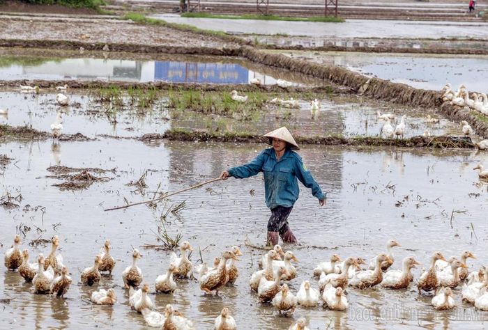 Sau đó sẽ lùa đàn vịt của gia đình ra ruộng, mọi việc ăn, ngủ, nghỉ, bán vịt đều diễn ra ở lán tạm.