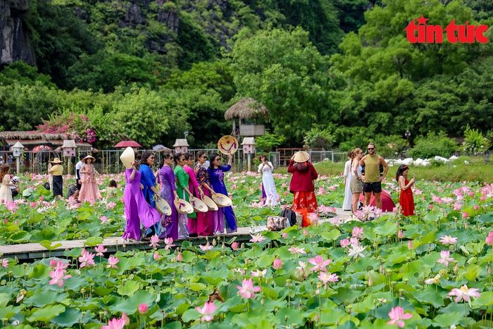 Nếu như những cánh đồng sen khắp miền Bắc chỉ nở rộ một hai tháng rồi nhanh chóng lụi tàn thì mùa sen ở núi Ngọa Long lại kéo dài đến tận đầu thu. hiếm có nơi nào mùa sen lại kéo dài như ở đây.