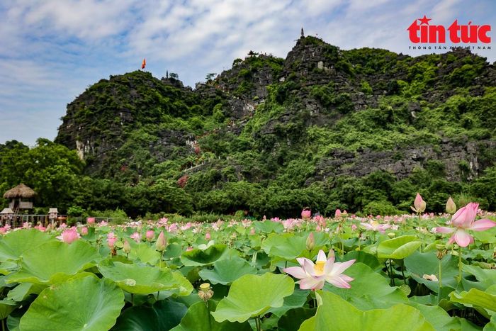 Thời điểm đầm sen đẹp nhất là giữa tháng 6 cho đến hết tháng 7.