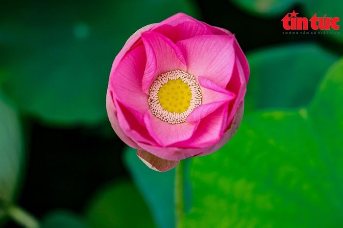 Nhiều chị em bật mí, những chiếc váy này có thể thuê được tại các dịch vụ cho thuê đồ du lịch ở ngay tại Ninh Bình. Mỗi bộ đồ có giá khoảng từ 70.000 đến 150.000 đồng. Với đủ các loại sen trắng, sen hồng, có thể nói đầm sen Vân Long là nơi check-in lý tưởng cho du khách bởi sen ở đây nở rộ cùng lúc, tạo nên cảnh quan đẹp mắt.