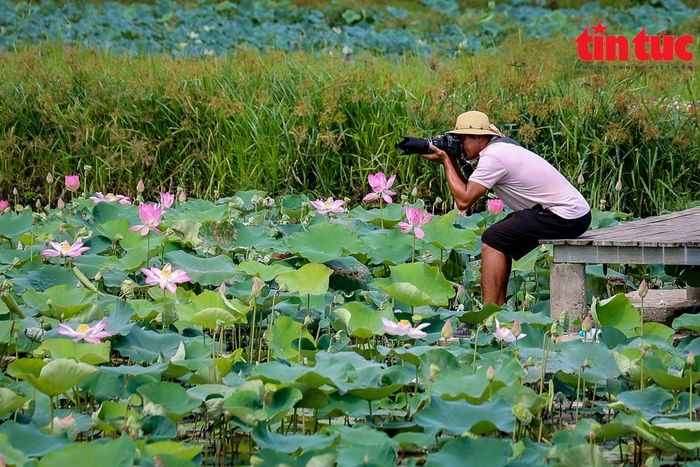 Mỗi mùa sen về cũng là lúc bội thu của các "thợ" ảnh. Theo một chủ Studio kinh doanh dịch vụ nơi đây, lúc cao điểm, có thể phục vụ khoảng 30 - 40 lượt khách chụp ảnh sen một ngày. Vào cuối tuần, lượng khách còn đông hơn nữa.