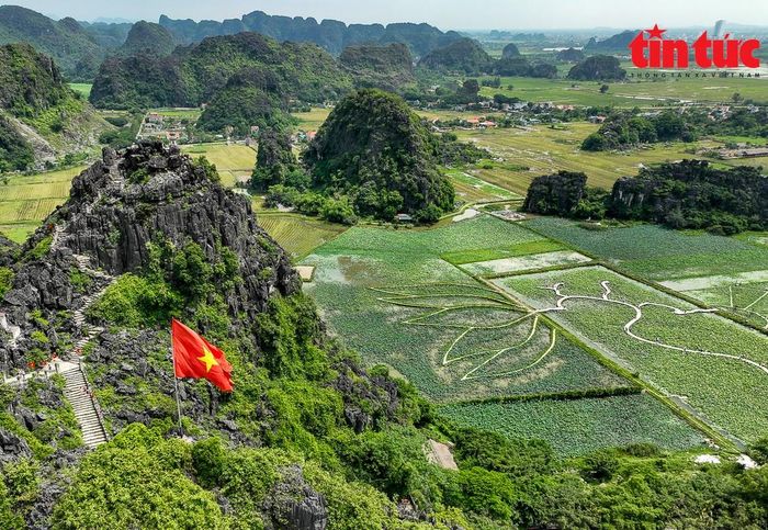 Giống sen ở đây là sen Nhật, được chính quyền địa phương đưa về trồng thử nghiệm tạo cảnh quan, nhằm góp phần phát triển du lịch địa phương.