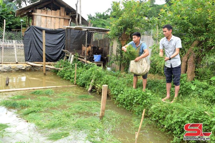Nhân dân bản Chiềng La, xã Chiềng La, huyện Thuận Châu chăm sóc cá nuôi. Ảnh: Trường Sơn