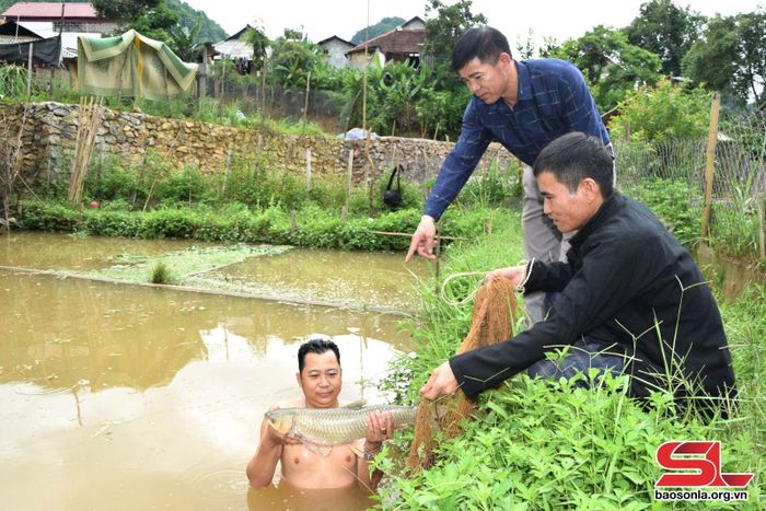 Các hộ dân xã Chiềng La chủ yếu nuôi cá trắm cỏ và cá chép ta.Ảnh: Trường Sơn