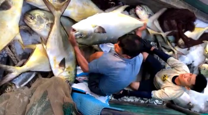 Ngư dân đưa cá chim vây vàng từ dưới khoang tàu lên